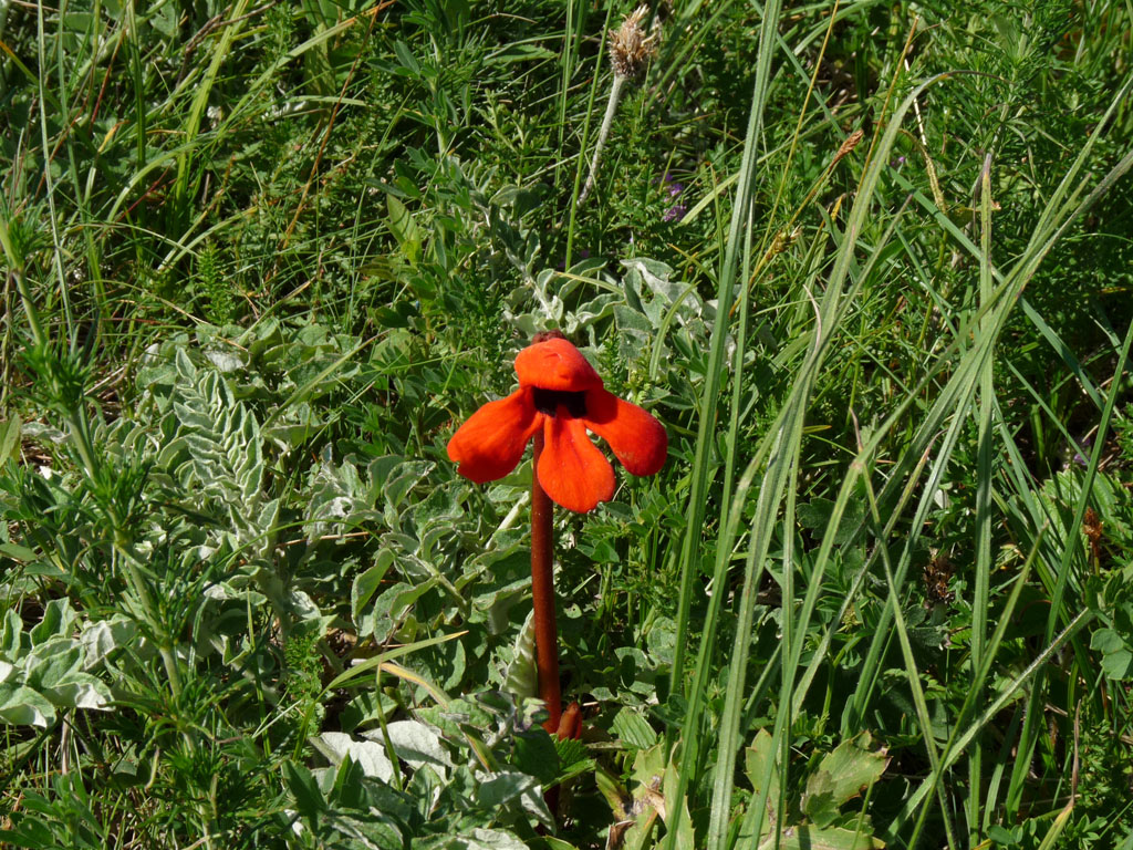 Image of Phelypaea coccinea specimen.