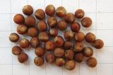 Tamus communis