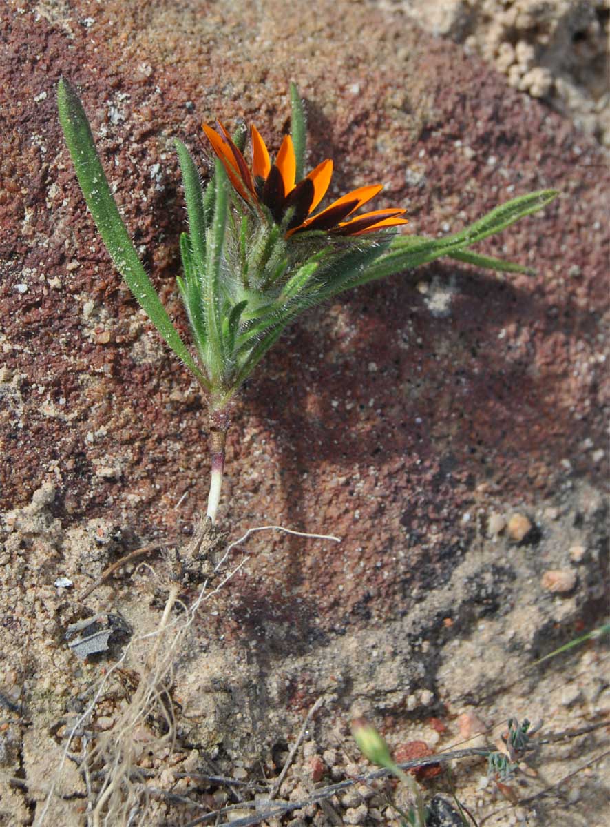 Image of Gorteria diffusa specimen.