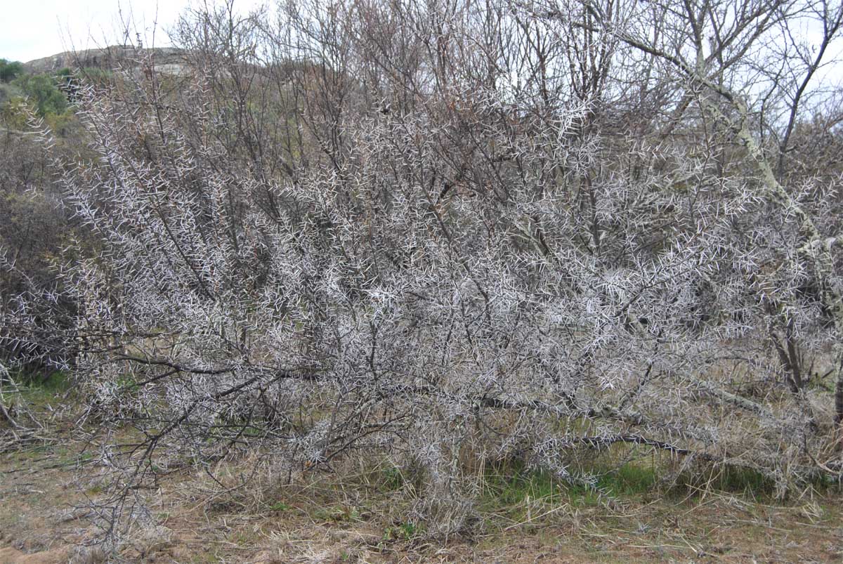 Изображение особи Vachellia erioloba.