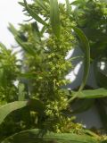 Rumex maritimus