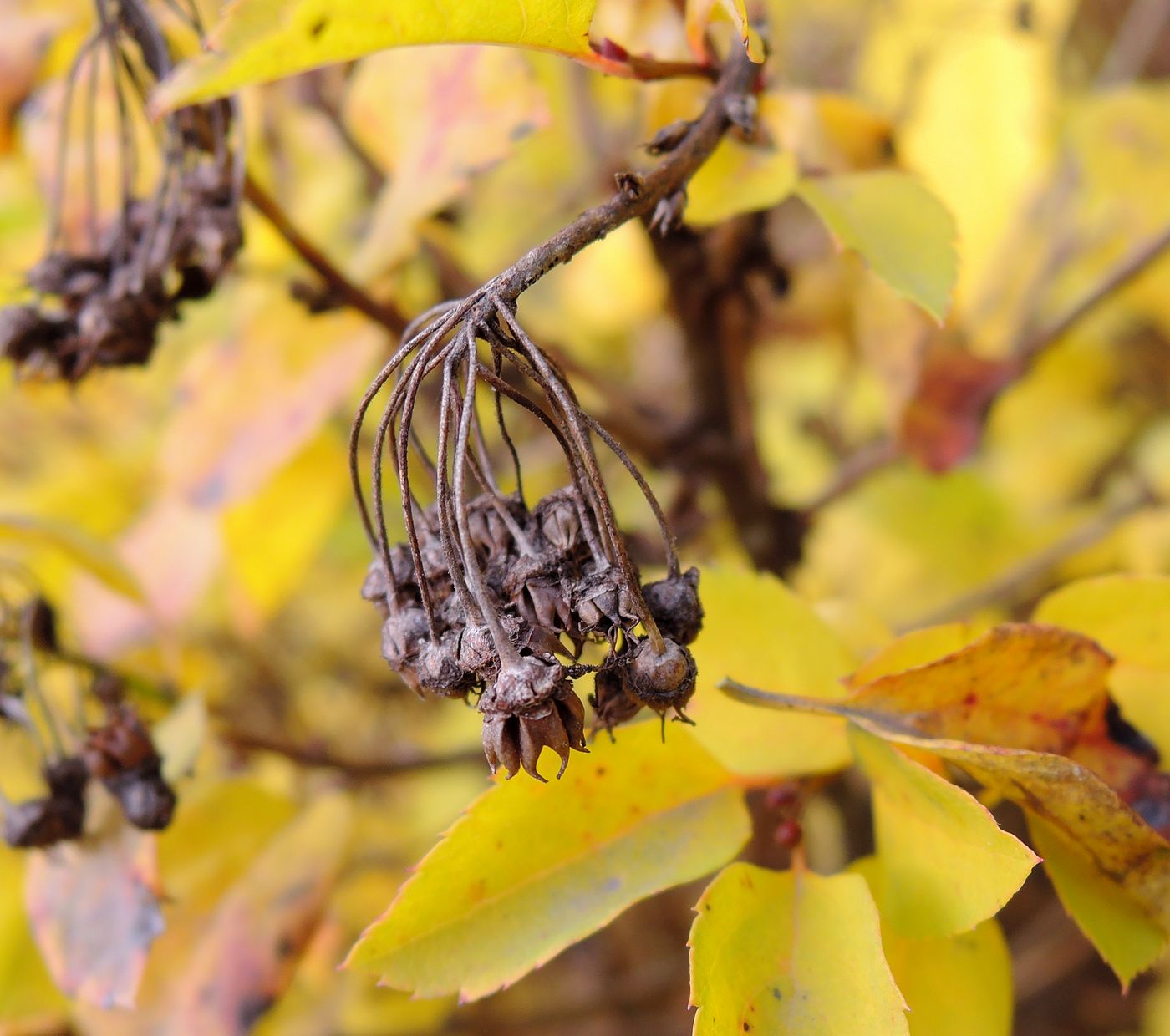 Изображение особи род Spiraea.