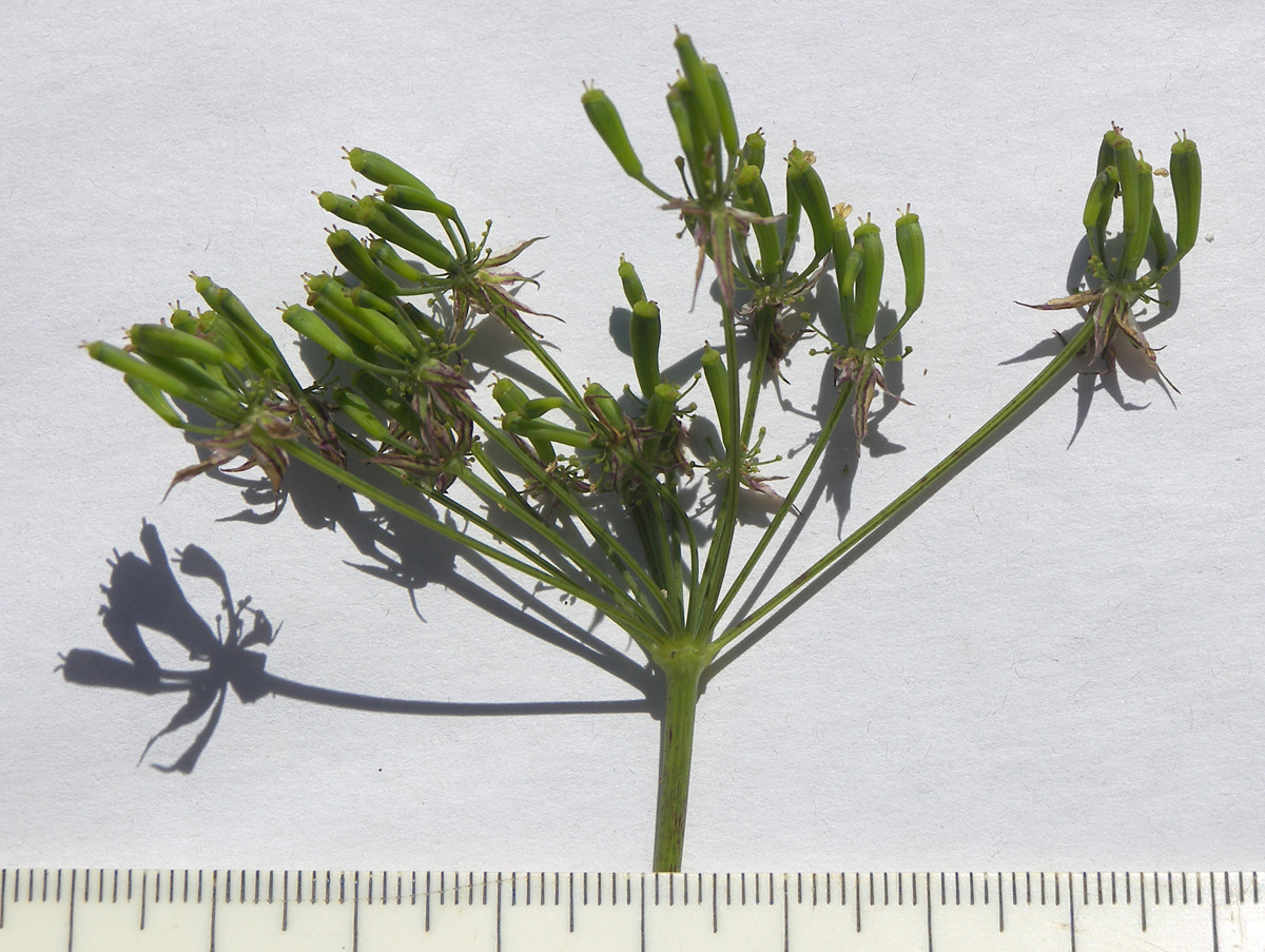 Image of Chaerophyllum aureum specimen.