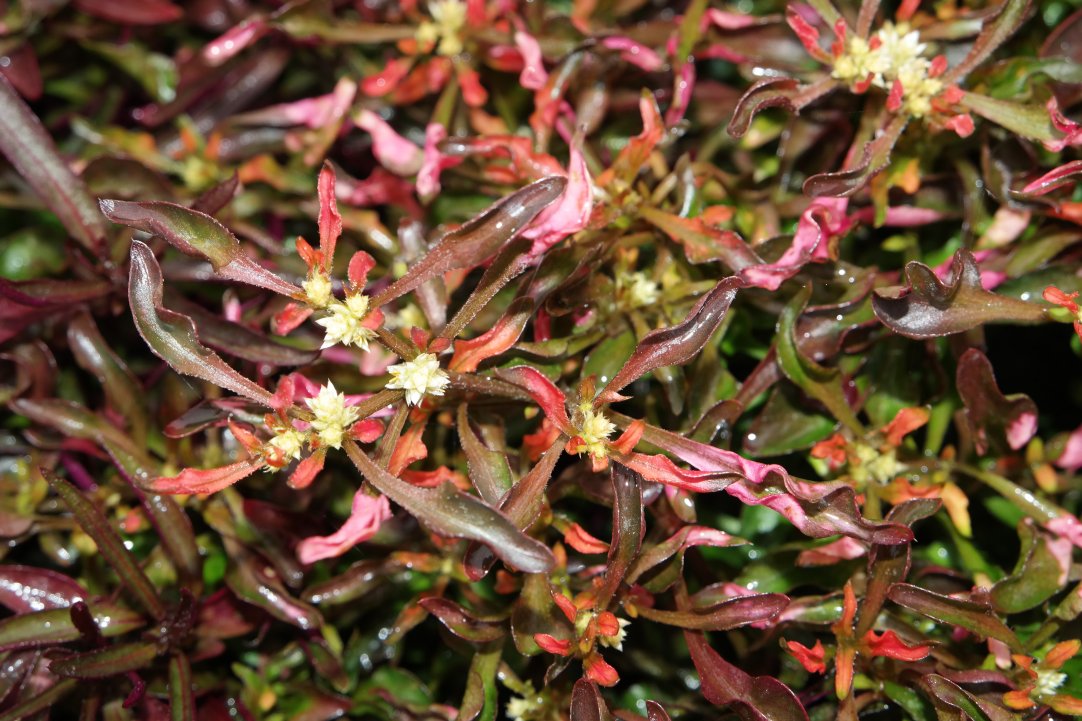 Image of Alternanthera ficoidea specimen.