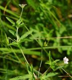 Geranium sibiricum. Верхушка побега с цветками и незрелыми плодами. Восточный Казахстан, г. Усть-Каменогорск, правый берег р. Иртыш, луг. 11.07.2017.