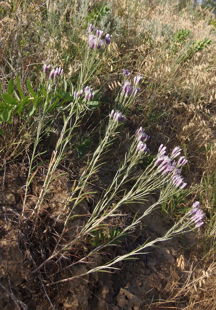 Image of Jurinea multiflora specimen.