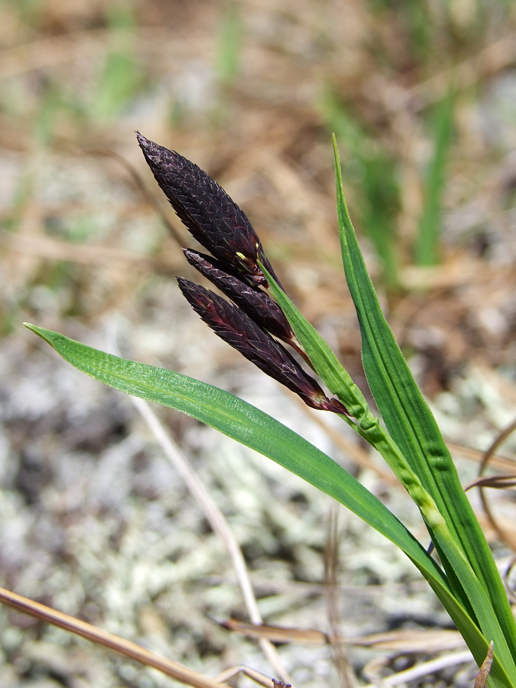 Изображение особи Carex riishirensis.