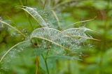 Epilobium montanum. Верхушка плодоносящего побега. Пермский край, Кунгурский р-н, правый берег р. Шаква ниже Шлюпинского камня, сосновый лес на крутом склоне, обращенном к реке. 05 августа 2017 г.
