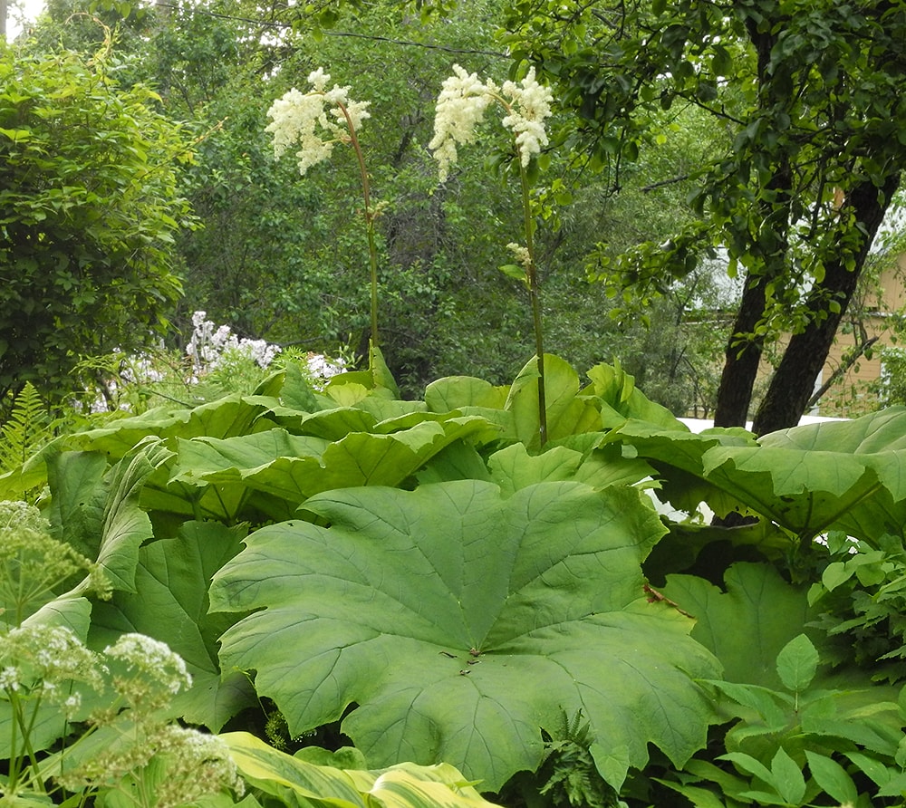 Изображение особи Astilboides tabularis.