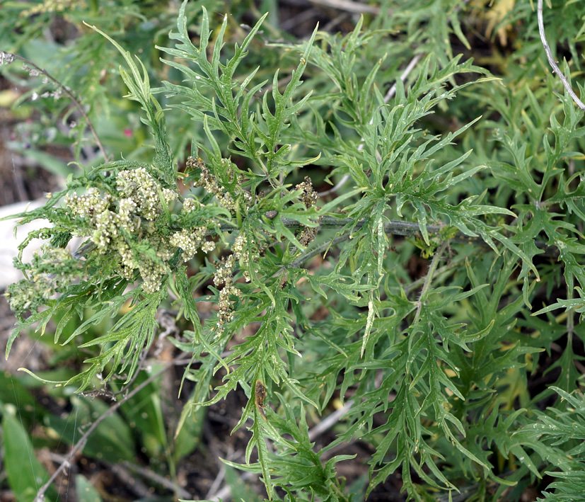 Image of Urtica cannabina specimen.