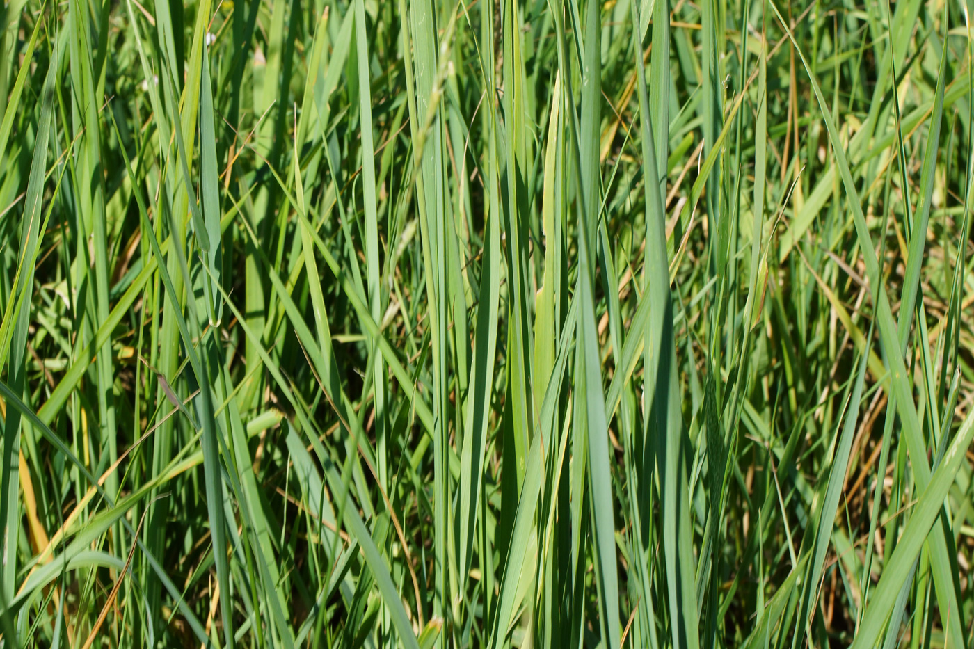 Изображение особи Calamagrostis epigeios.