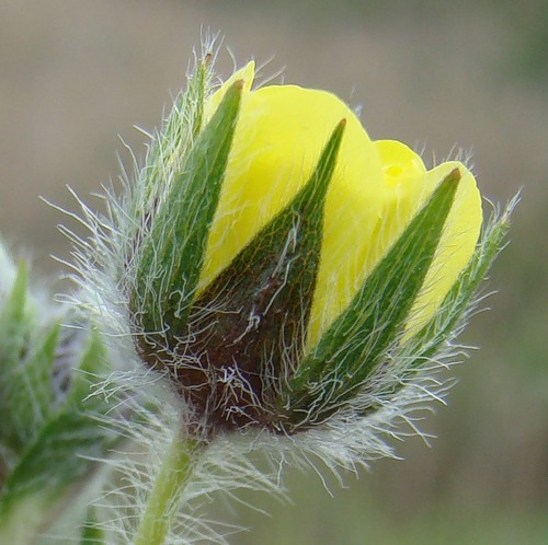 Image of Potentilla obscura specimen.