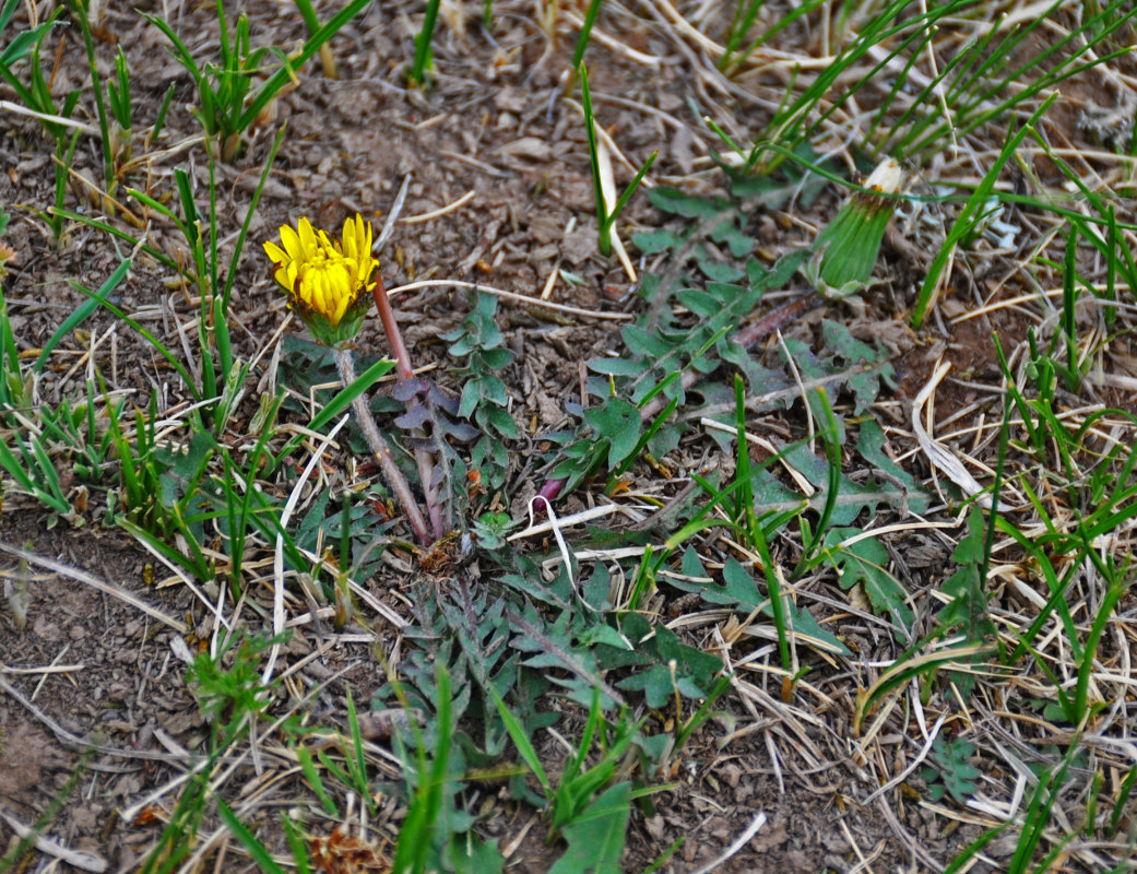 Изображение особи род Taraxacum.