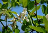 Robinia pseudoacacia