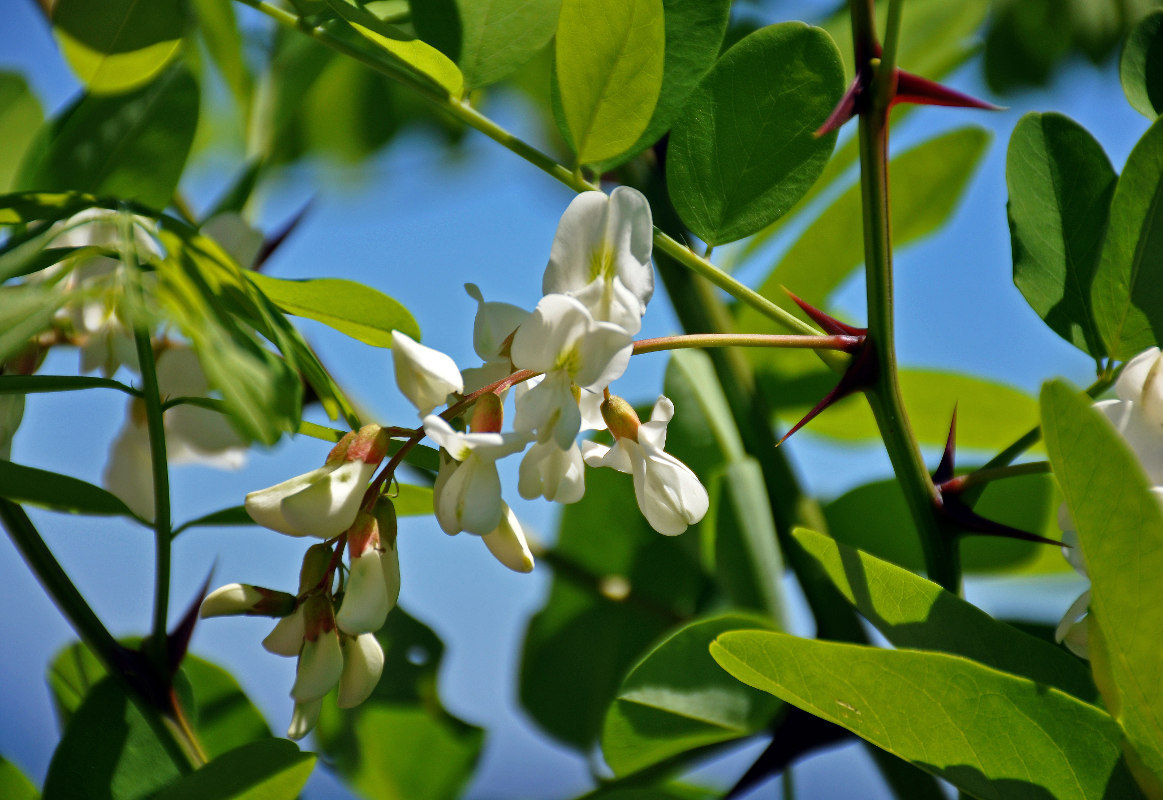 Изображение особи Robinia pseudoacacia.