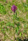 Pedicularis panjutinii