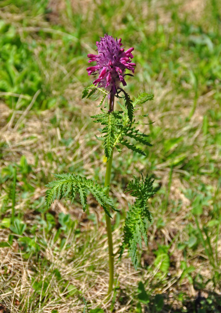 Изображение особи Pedicularis panjutinii.