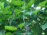 Catalpa bignonioides. Незрелые плоды и листья. Краснодарский край, г. Сочи, Центральный р-н, в культуре. 01.08.2017.