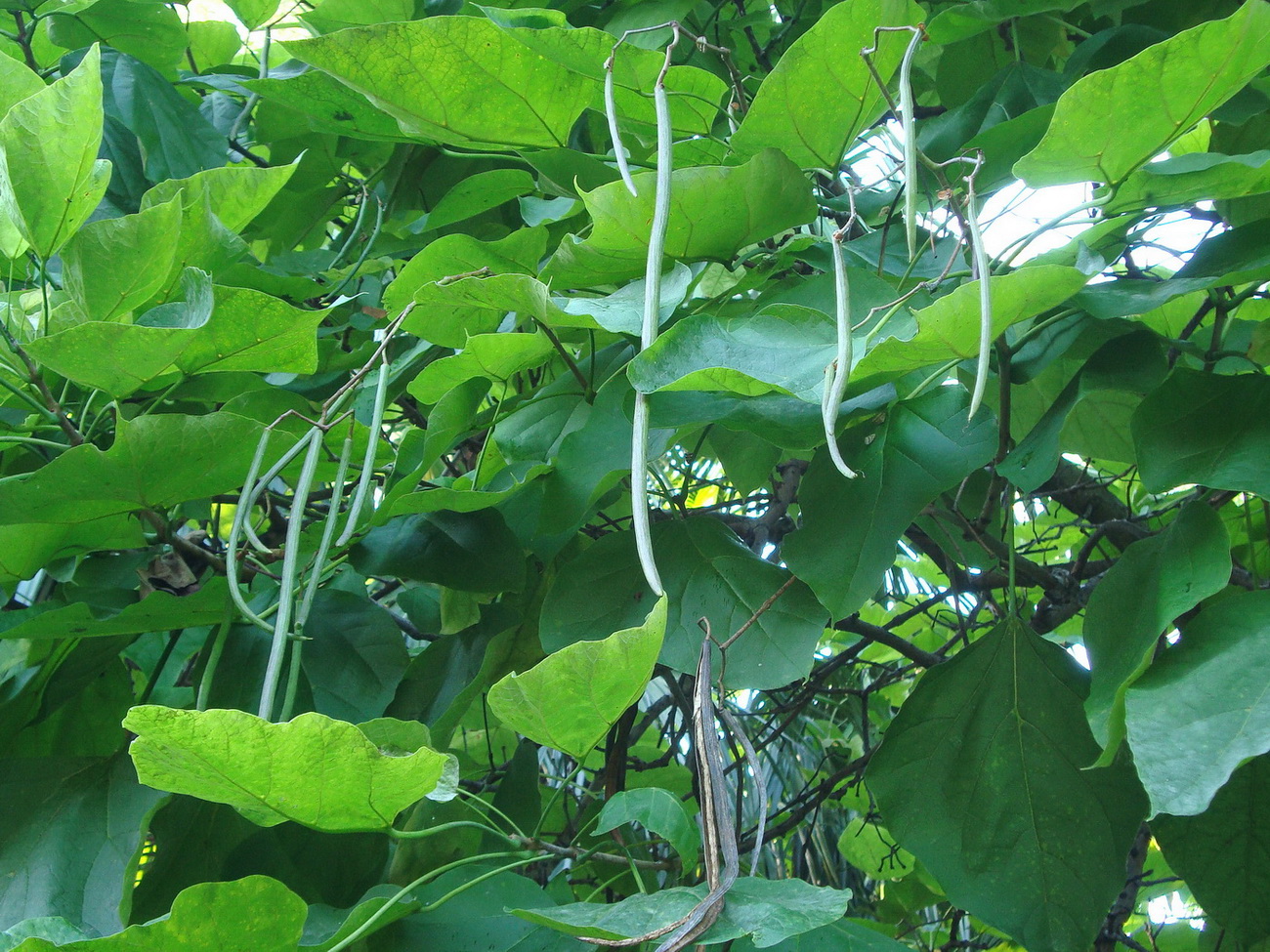 Image of Catalpa bignonioides specimen.