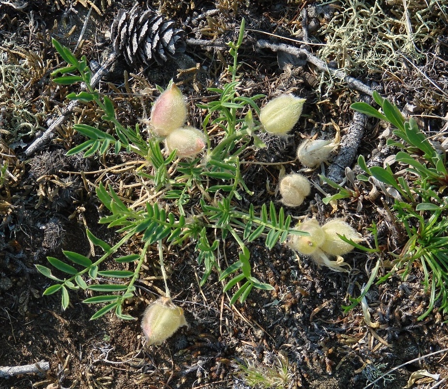 Изображение особи Oxytropis peschkovae.