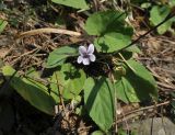 genus Viola. Цветущее растение. Южный Китай, провинция Юньнань, округ Лопин, окр. водопада Цзюлун, лесистый склон левого берега реки Цзюлун. 02.03.2016.