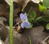 Viola sieheana. Цветущее растение. Крым, Бахчисарайский р-н, окр. пещерного г. Эски-Кермен, лес по дороге к пещерному монастырю Шулдан. 04.05.2009.