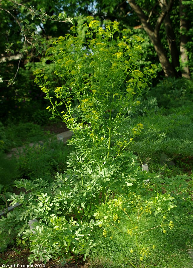 Изображение особи Smyrniopsis aucheri.