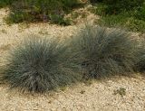 Festuca