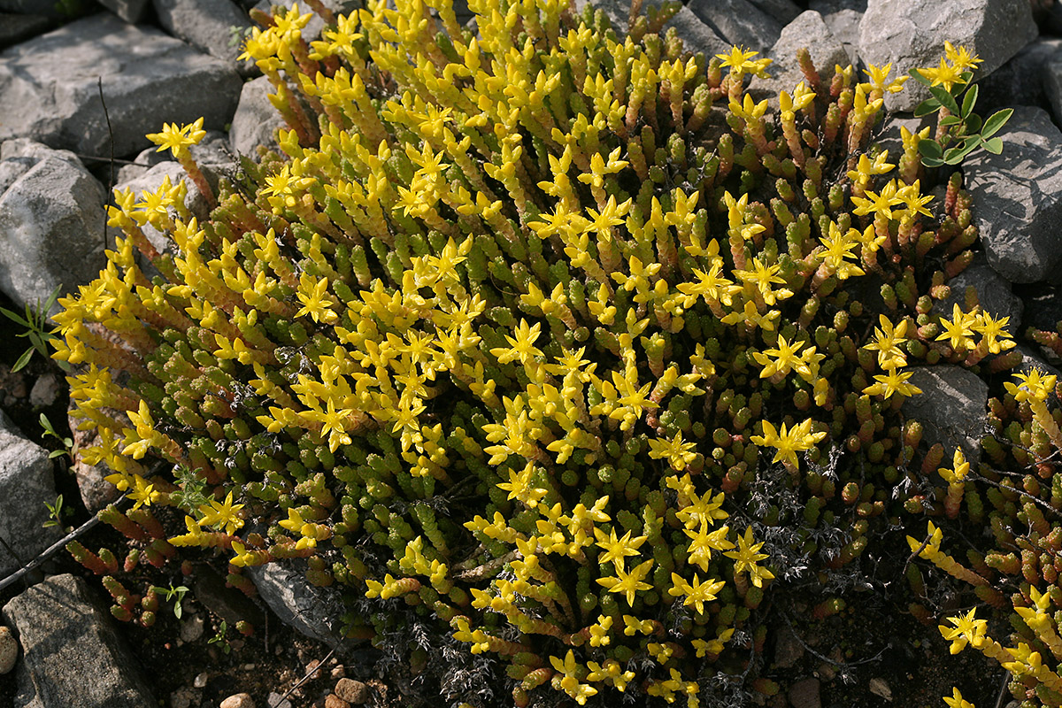 Изображение особи Sedum acre.