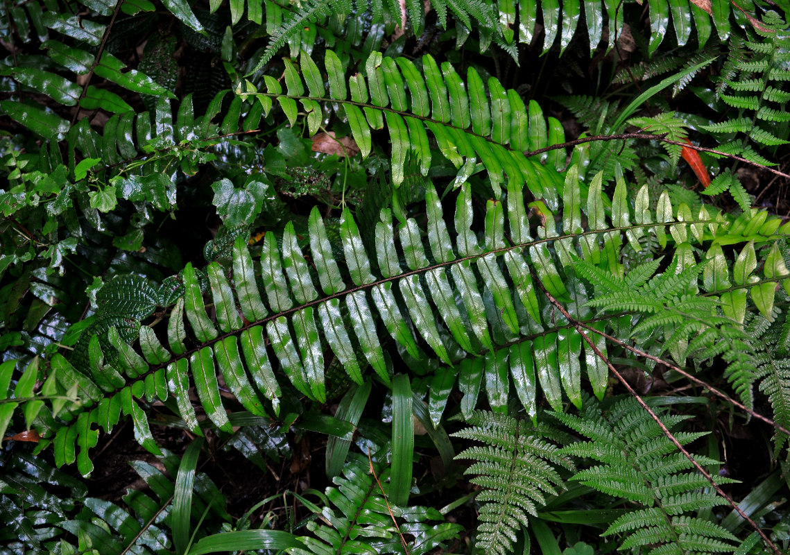 Изображение особи Nephrolepis falciformis.