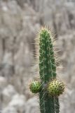 genus Corryocactus. Верхушка плодоносящего растения. Боливия, окр. г. Ла-Пас, Лунная долина, бэдленд. 15 марта 2014 г.