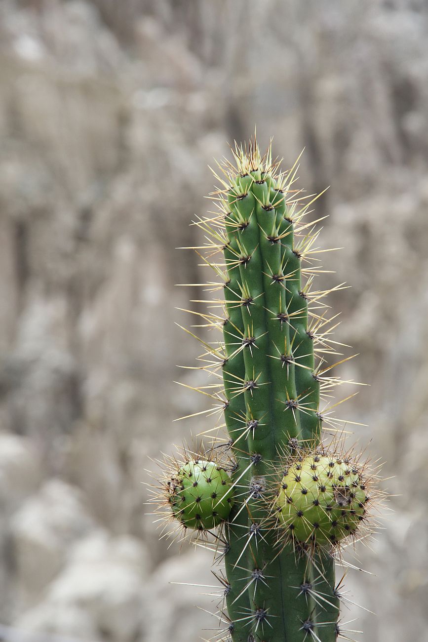 Изображение особи род Corryocactus.