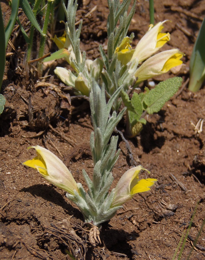 Image of Cymbochasma borysthenica specimen.