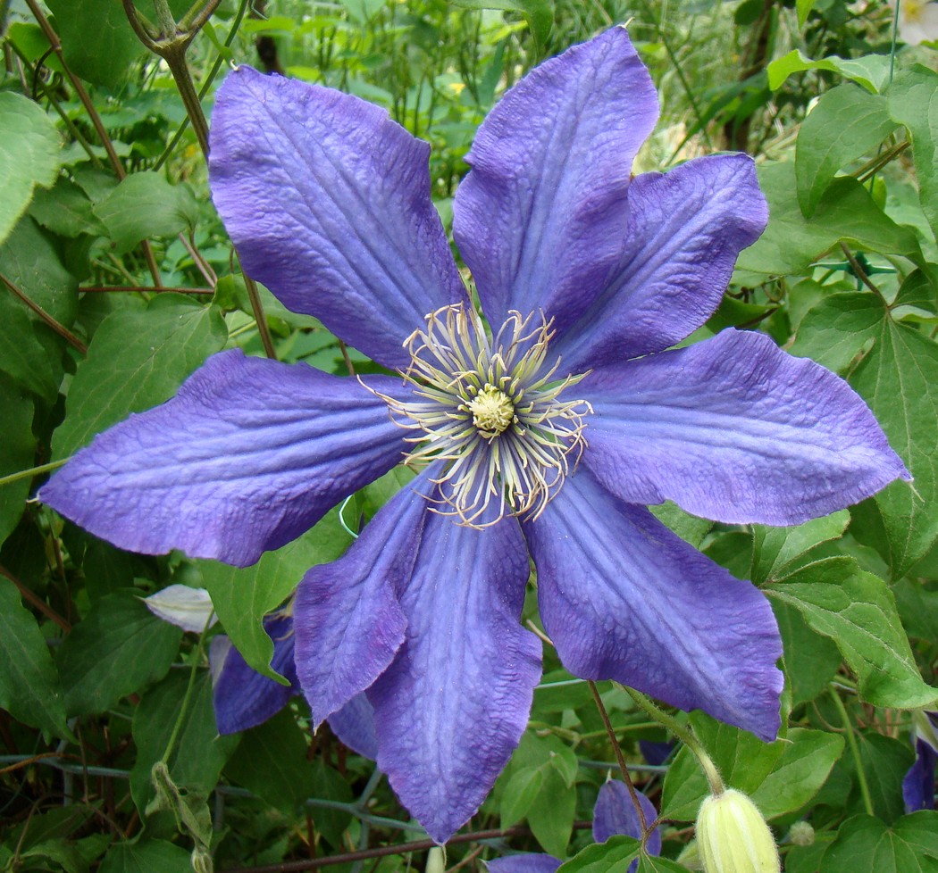Image of Clematis × jackmanii specimen.