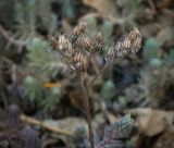 Sedum reflexum