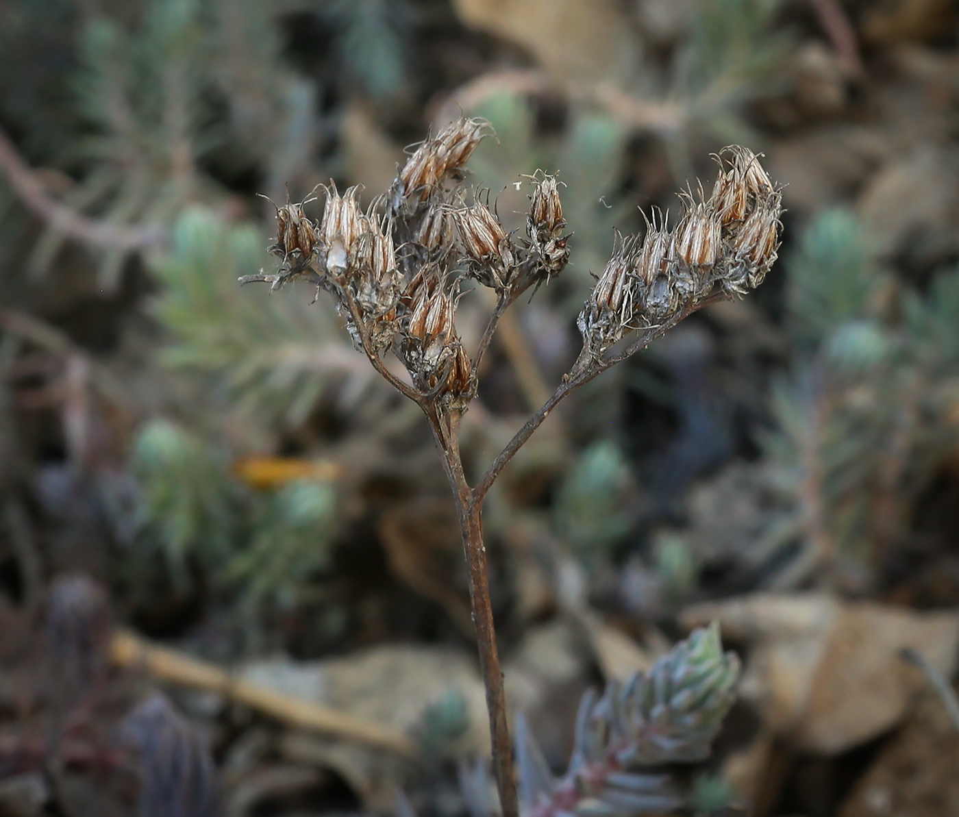 Изображение особи Sedum reflexum.