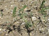 Astragalus asterias