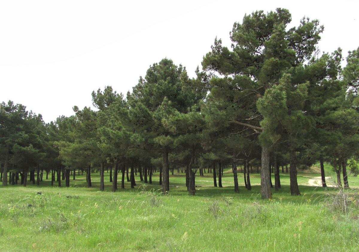 Image of Pinus eldarica specimen.