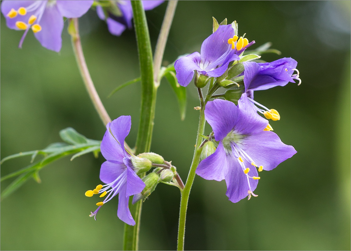 Изображение особи Polemonium caeruleum.