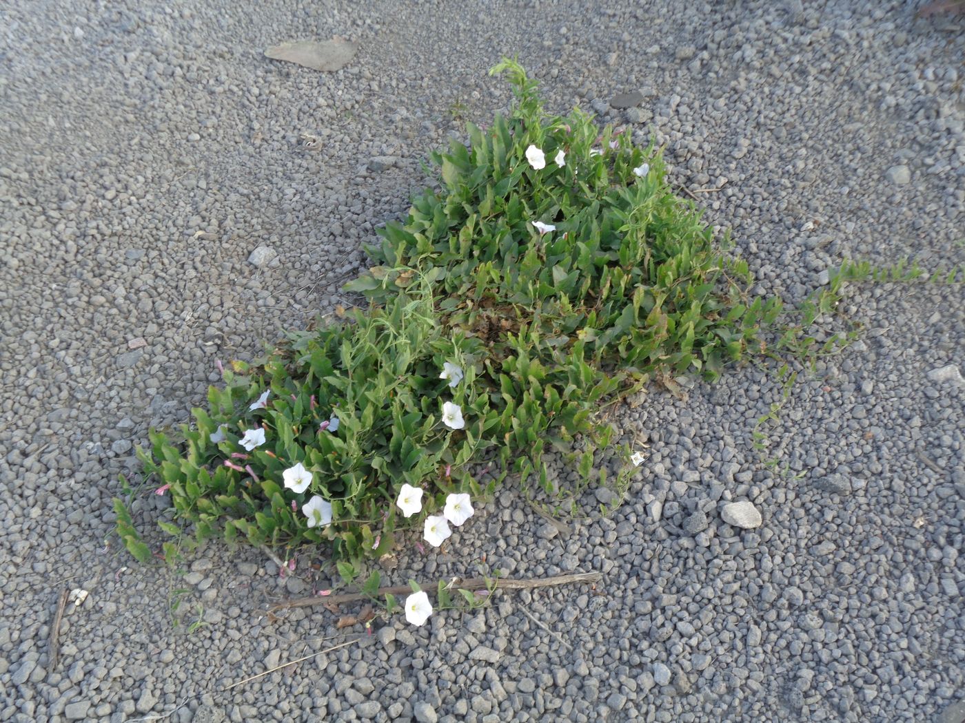 Изображение особи Convolvulus arvensis.