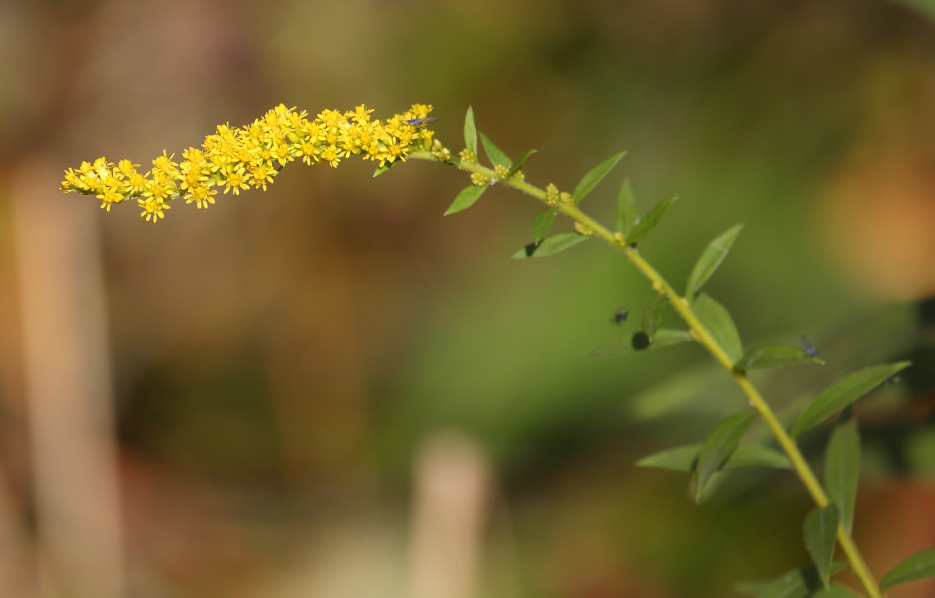 Изображение особи род Solidago.