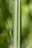 Carex hirta