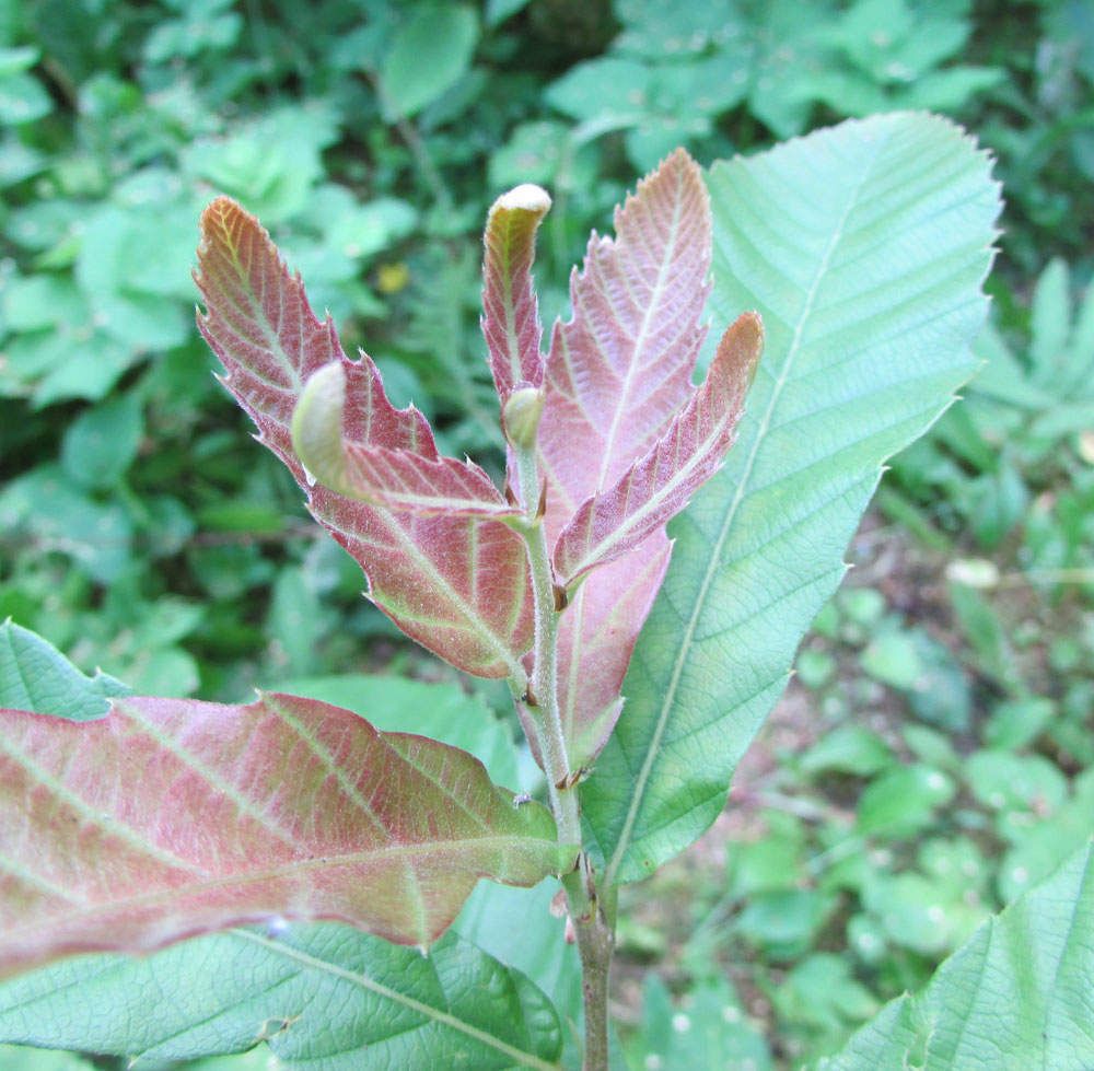 Изображение особи Quercus variabilis.