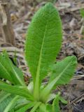 Primula pallasii. Листья. Окр. Томска, лесной луг. 23.05.2010.