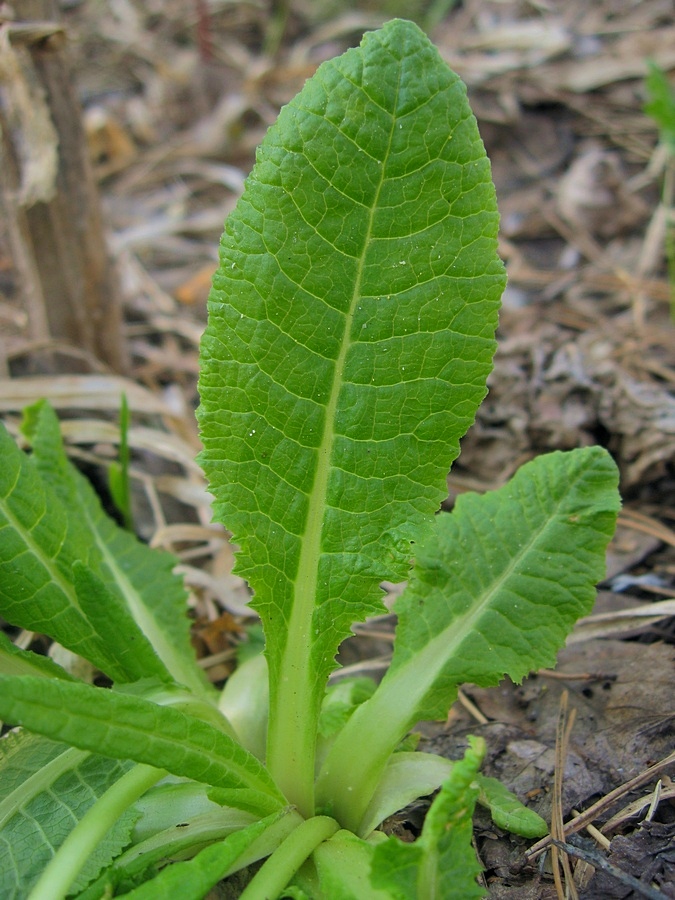 Image of Primula pallasii specimen.