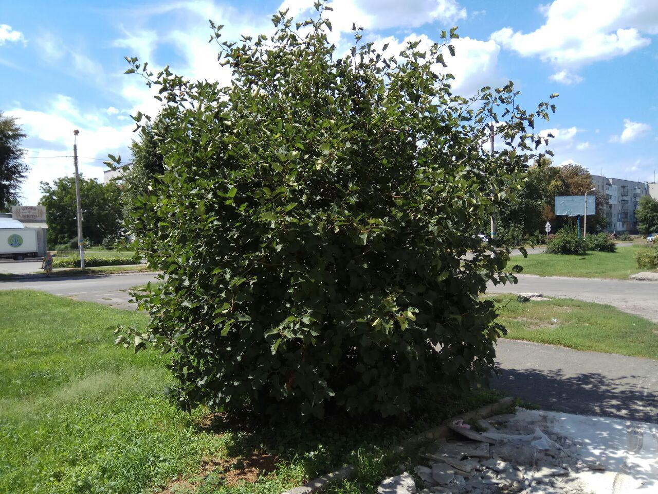 Изображение особи Crataegus submollis.