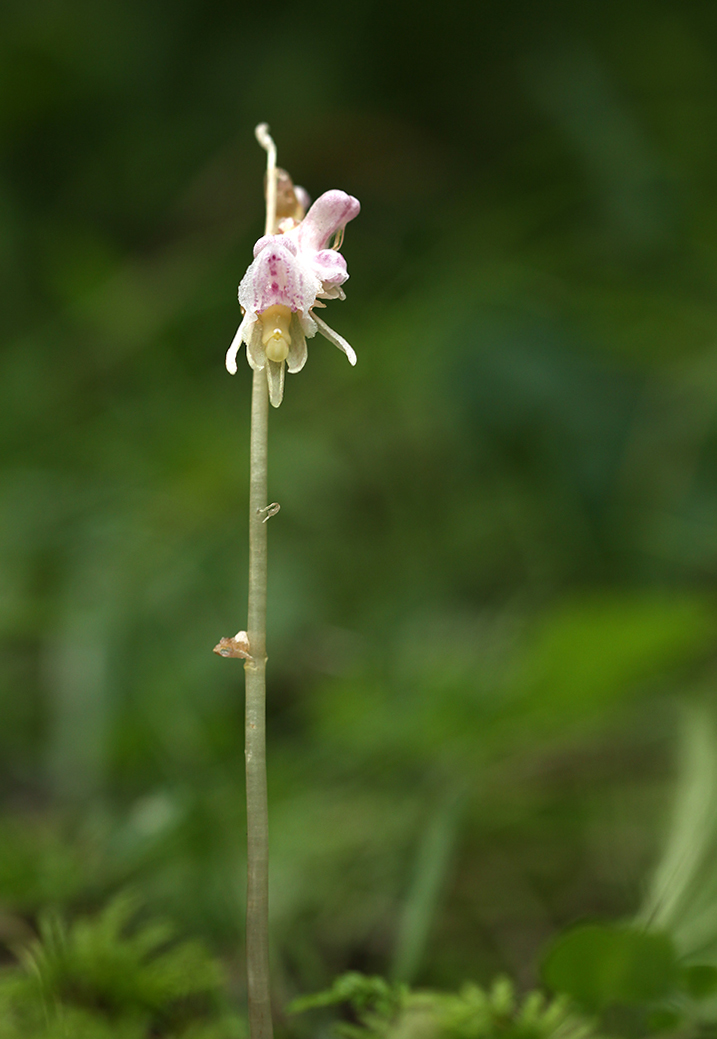 Image of Epipogium aphyllum specimen.