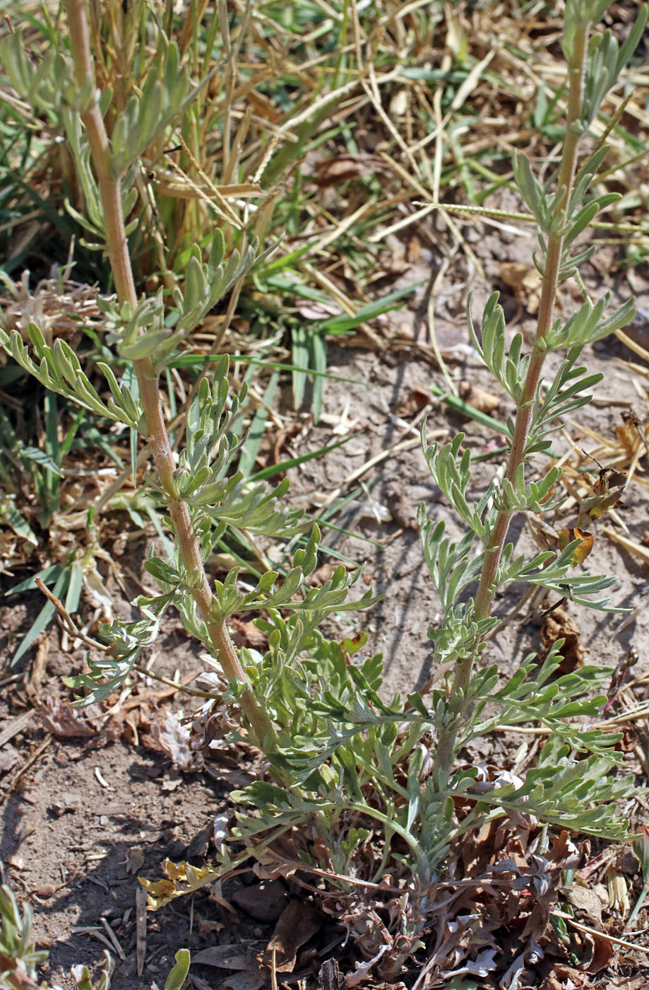 Изображение особи Artemisia vulgaris.