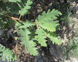Quercus pubescens. Верхушка побега. Дагестан, окр. с. Талги, каменистый склон. 15.05.2018.
