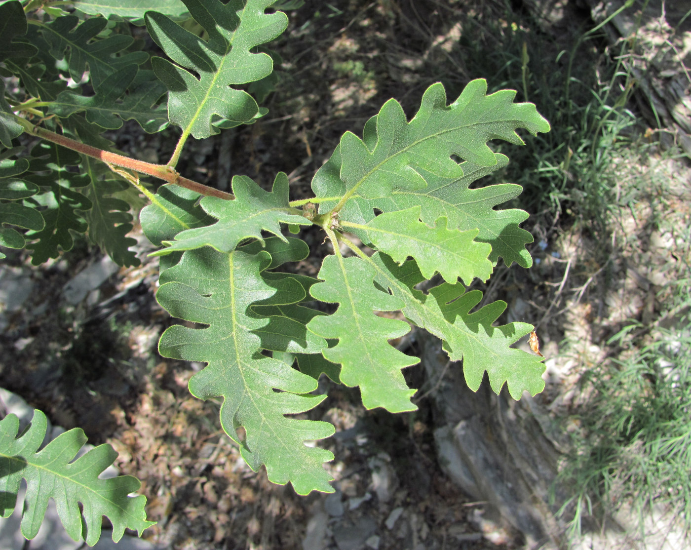 Изображение особи Quercus pubescens.